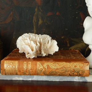 May include: A white coral specimen on top of a brown leather-bound book with gold lettering that reads "20,000 Leagues Under the Sea" and "A. Conan Doyle".