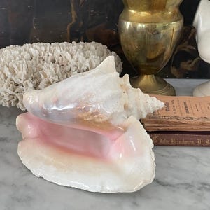 May include: A large conch shell with a smooth, glossy interior featuring soft pink and cream hues. The exterior has a textured, off-white surface with a spiral shape. The shell is positioned in front of a brass vase and two stacked vintage books.