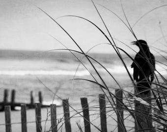 Coastal Shore Photograph, Black and White Beach Print, Ocean, Crow print, Nautical black and White art print, Crow beach print