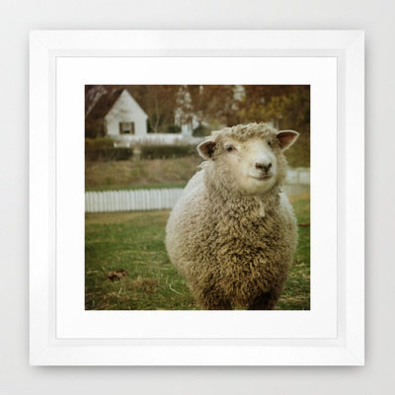 Country Sheep Photograph Cute Smiling Sheep White Pickett Fence Farm Animal Wall Decor 8x8 image 3