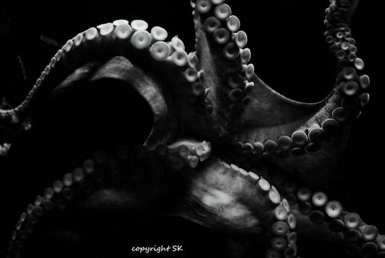 Octopus Photograph Black and White Octopus Print Kraken Art - Etsy