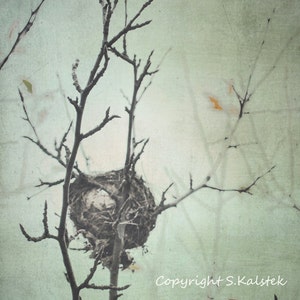 Leere Vogel Nest Fotografie Mint Grun Grau Braun Wand Kunst 8 Etsy
