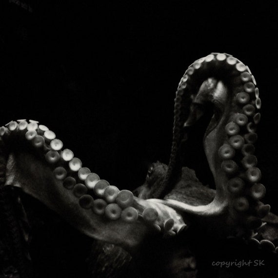 Octopus Photograph Black and White Steampunk Octopus Wall Etsy Hong Kong