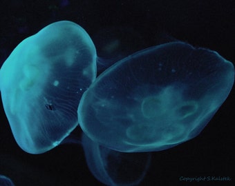 Moon Jellyfish Photograph Black Teal Photograph Jellyfish Wall Art Sea Life Glowing Blue Sea Creature 8x10