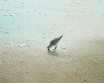 Sandpiper Photograph Beach Seashore Tiny Sandpiper Print Pale Beige Aqua Teal Wall Art 8x10
