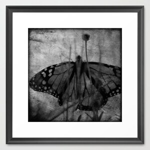 Butterfly Photograph Black and White Dreamy Surreal Butterfly Wings and Flower nature wall decor 8x8 image 2