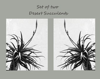 Set of Two Desert Succulent Prints, Cactus Prints Set of Two, Neutral Gray White Living Room Wall Art, Set of 2 Cactus Photographs