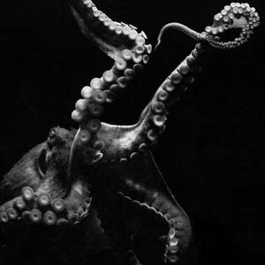 Octopus Photograph, Black and White Giant Octopus print, Kraken, Tentacles, Sea Life Wall print, 8x10 and up
