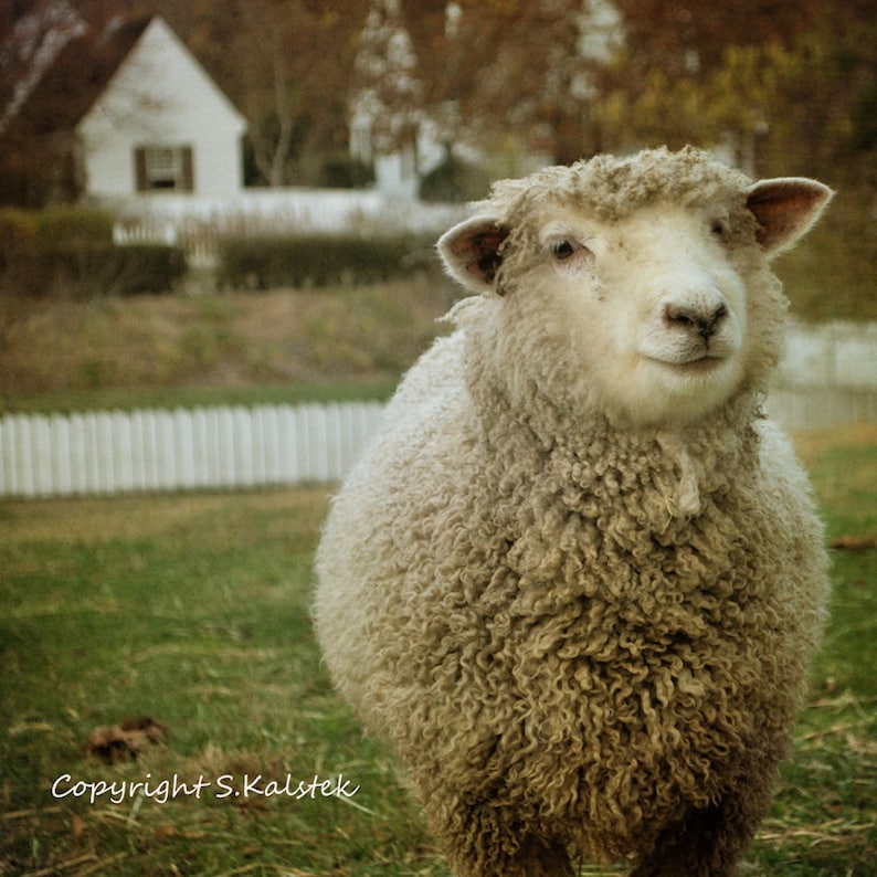 Country Sheep Photograph Cute Smiling Sheep White Pickett Fence Farm Animal Wall Decor 8x8 image 1