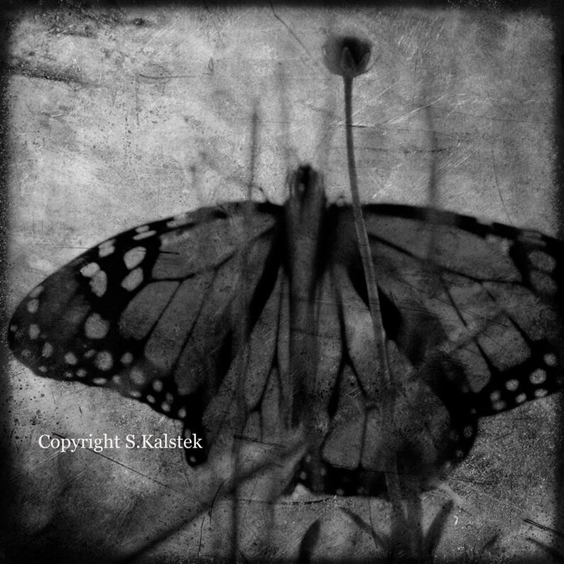 Butterfly Photograph Black and White Dreamy Surreal Butterfly Wings and Flower nature wall decor 8x8 image 1