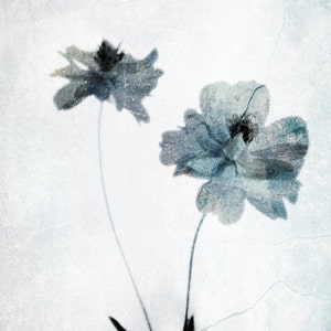 Ethereal Flower Photograph Pale Blue Gray White Wall Decor Botanical Nature Blue Grey White Print 8x12