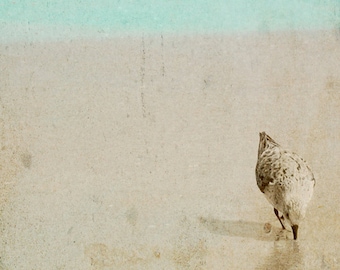 Sandpiper Photograph, Textured Beach Bird print, pale sepia, sea green teal wall art, 8x8 beach sandpiper art