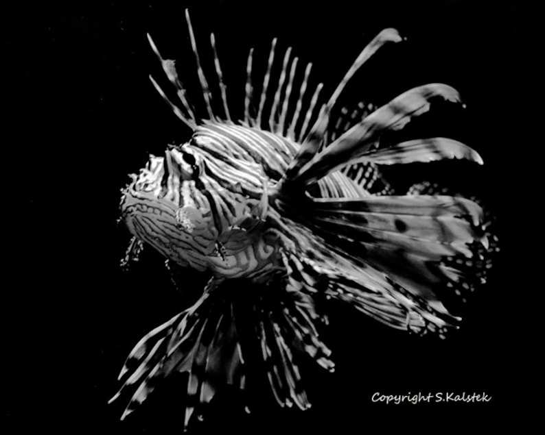 Lion Fish Photograph Sea Creatures Black and White Exotic Fish - Etsy