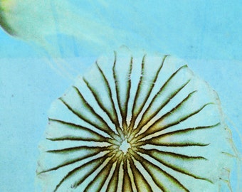 Ocean Life Photography Jellyfish Abstract, Bright Teal Aqua Yellow Print, Transparent Jellyfish Art 8x10