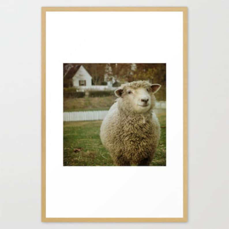 Country Sheep Photograph Cute Smiling Sheep White Pickett Fence Farm Animal Wall Decor 8x8 image 4