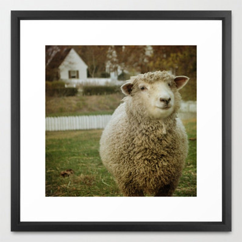 Country Sheep Photograph Cute Smiling Sheep White Pickett Fence Farm Animal Wall Decor 8x8 image 2