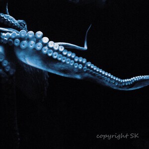 Blue Octopus Photograph, Black blue print, Octopus Tentacle,Steampunk Octopus Art, Sea Kraken 8x12