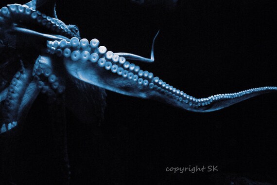 Blue Octopus Photograph, Black Blue Print, Octopus Tentacle,steampunk  Octopus Art, Sea Kraken 8x12 -  Canada