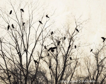 Crows in Tree Photograph Soft Gray Cream Black Wall Art, Tree Branches,Forest, Crows, Warm Brown Grey Print 8x12