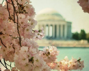 Washington DC Photography Cherry Blossoms Jefferson Memorial Tidal Basin Spring In DC Wall Art 8x8 Cherry Blossoms Photograph