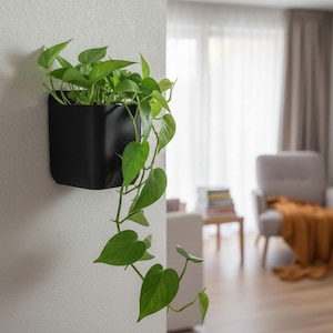 May include: A black, square wall planter filled with green pothos plants. The trailing vines of the plant cascade down the wall. The planter is mounted on a white wall, adding a touch of nature to the interior.