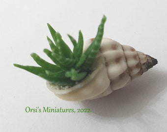 Dollhouse miniature succulent in sea snail shell in 1 inch scale