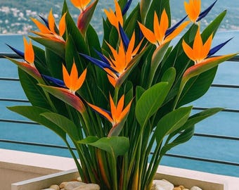 ストレリチア・レギネ - オレンジ色の極楽鳥花の種 - Etsy 日本