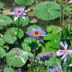 Blue lotus tubers - Etsy 日本