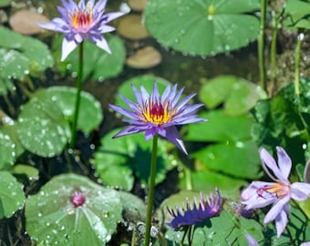 Blue Water Lily Seeds — Nymphaea caerulea Lotus Pond Plant, Exotic Aquatic Flower 10 Seeds