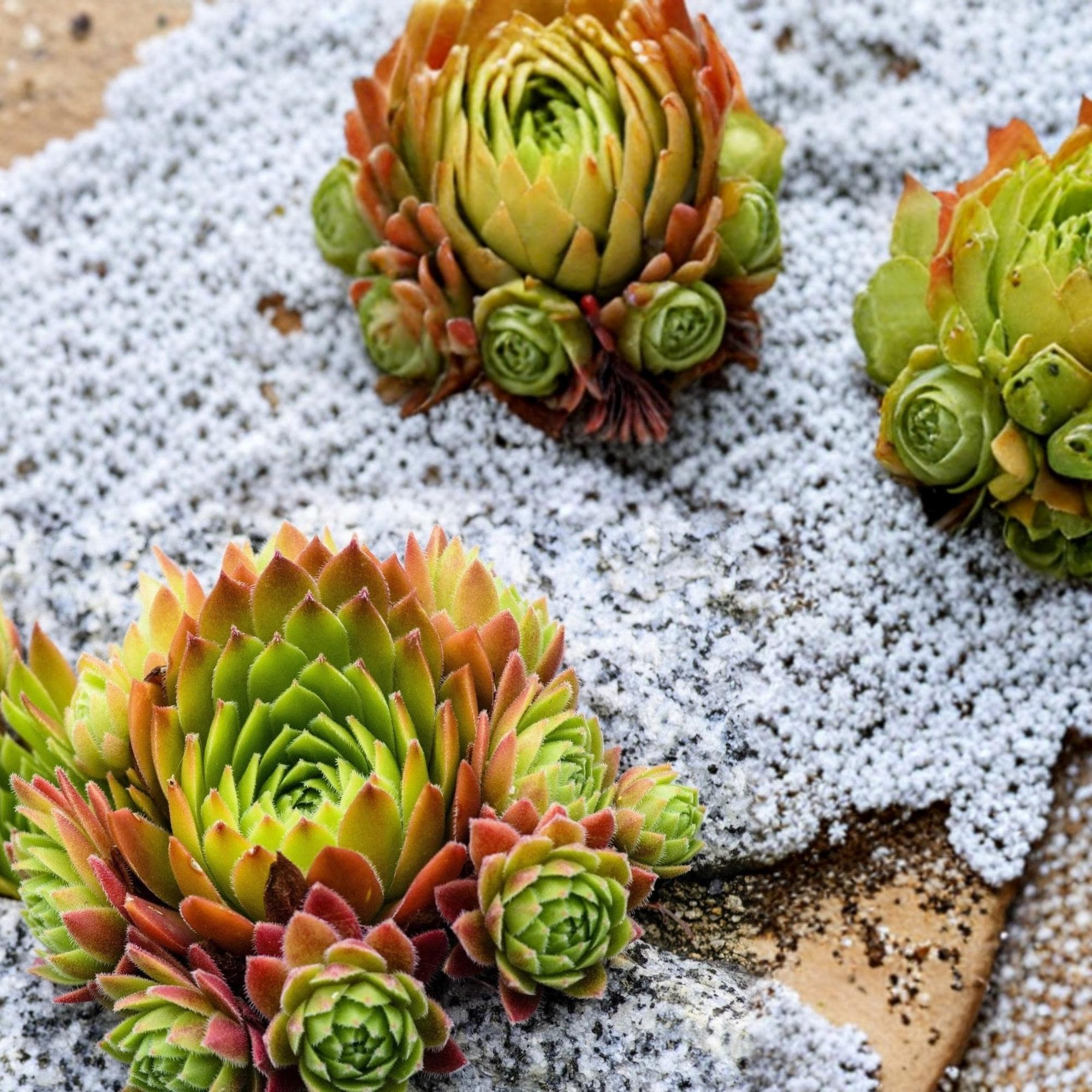 Hen and chicks succulent seeds - Etsy 日本