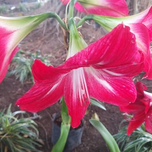 Amaryllis Chinese Bonsai Seeds, 100 Pcs/Pack,Amarilis Flower Plant for Home and Courtyard