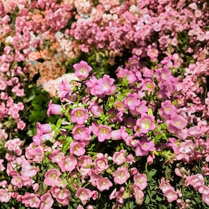 Könnte beinhalten: Eine dichte Ansammlung glockenförmiger rosa Blüten mit weißen Zentren und grünen Stielen. Die Blütenblätter sind weich und abgerundet, was ein lebendiges Blumenarrangement ergibt. Der Hintergrund ist mit einer Vielzahl ähnlicher rosa Blüten gefüllt.
