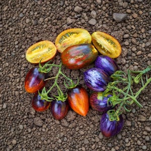 150 Brad's Atomic Grape Tomato Seeds for Planting, Solanum lycopersicum Heirloom Indeterminate Cherry Tomato Seeds