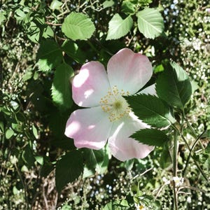 Rosa Canina Dog Rose - Etsy