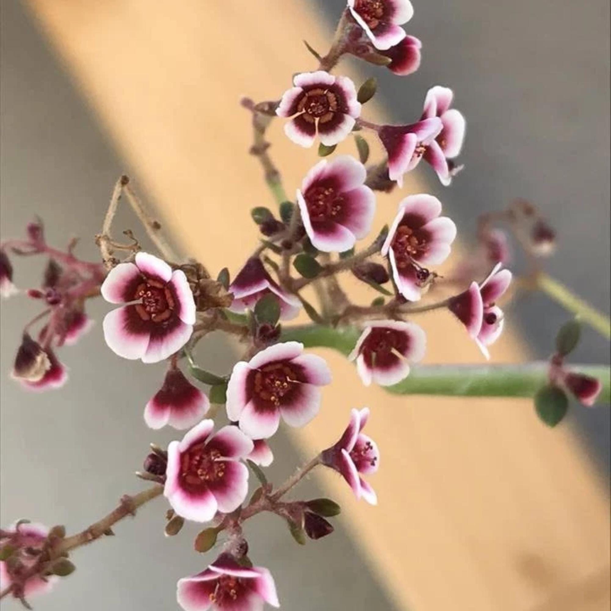 Unusual Caudex Plants - Etsy