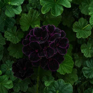 Semillas de geranio Royal Velvet, mezcla de flores de pelargonio, planta ornamental de jardín (más de 100 semillas)