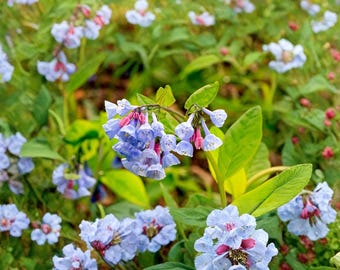 バージニアブルーベル（メルテンシア）5本根、野生の花、日陰を好む