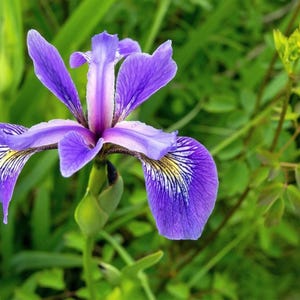 Könnte beinhalten: Nahaufnahme einer leuchtend violetten Irisblüte mit zarten Blütenblättern und komplizierten Mustern. Das Zentrum der Blüte ist ein hellerer Lilaton, der in Weiß übergeht. Grünes Laub bietet einen natürlichen Hintergrund.