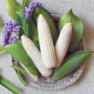 White Sticky Corn Seeds 20 Count, Waxy Corn Seeds for Planting