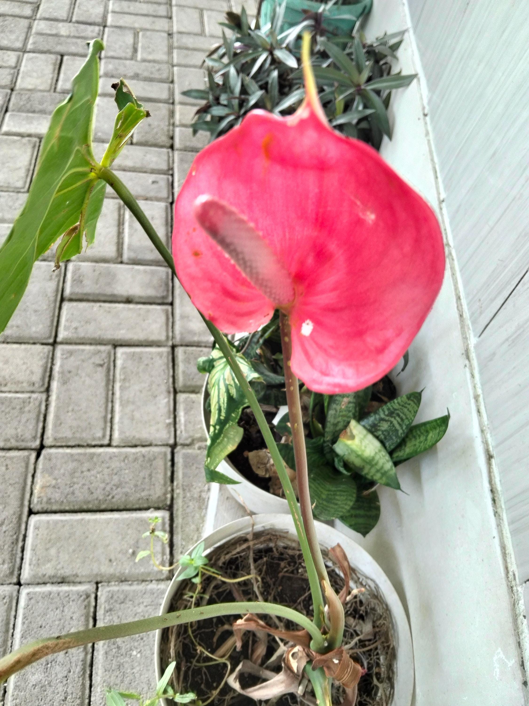 Anthurium seeds - Etsy 日本