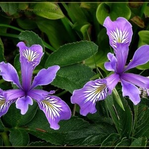 Könnte beinhalten: Nahaufnahme von zwei leuchtend violetten Irisblüten mit weißen und gelben Markierungen auf ihren Blütenblättern. Die Blumen sind von üppigen grünen Blättern umgeben, was eine natürliche und farbenfrohe Szene schafft. Das Bild fängt die Schönheit der Natur ein.