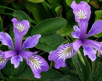 Sementes de Íris do Oregon (mais de 20 sementes) • Roxas e Brancas • Perenes • Flor Silvestre Nativa