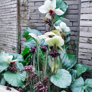 Puede incluir: Primer plano de flores exóticas con grandes hojas verdes en forma de corazón. Las flores tienen pétalos blancos con un centro rojo y estambres colgantes de color púrpura oscuro. El fondo es una pared de ladrillos grises.