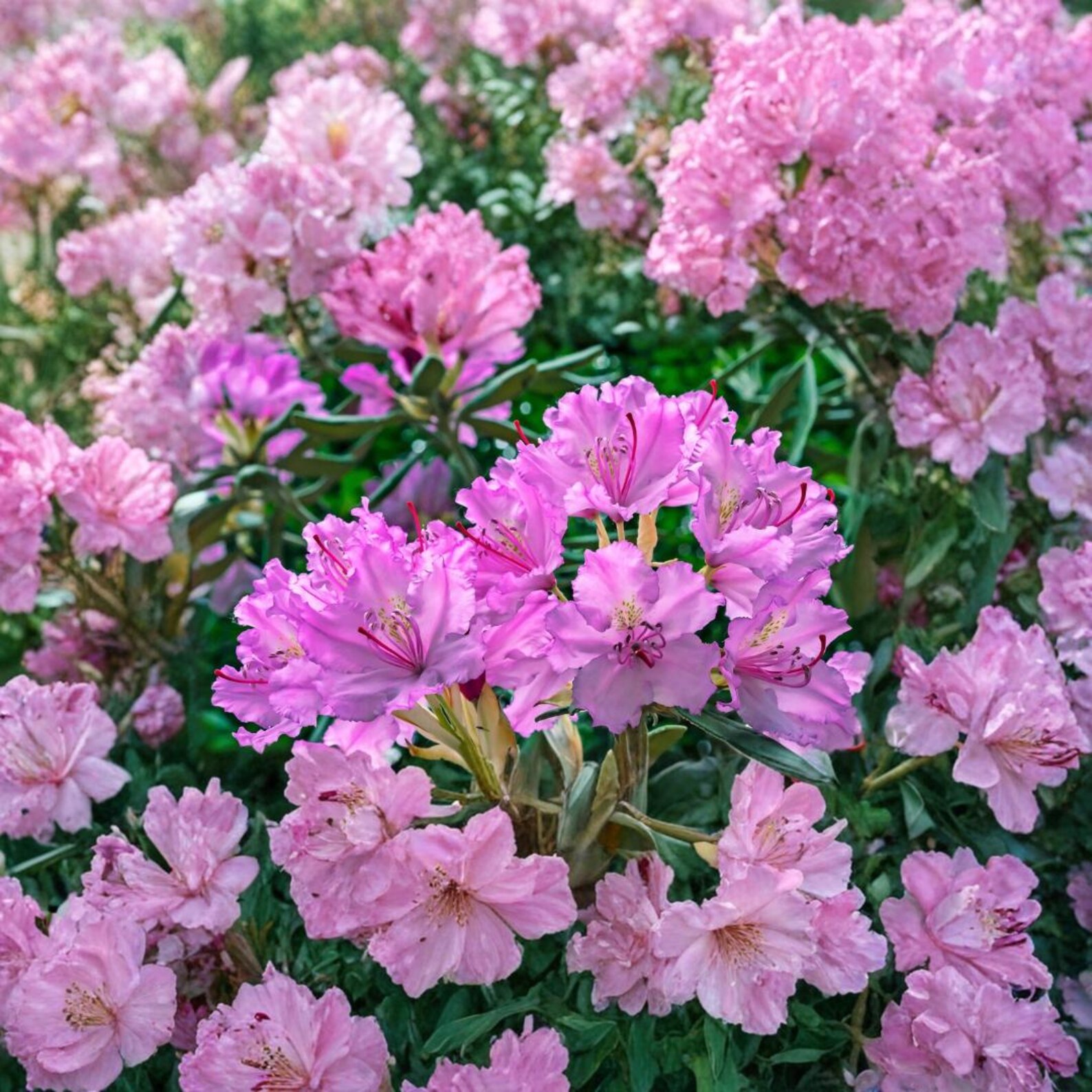 50 Mixed Hybrid Rhododendron Seeds Assorted Colors Flowering Shrub Sun ...