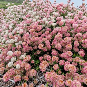 California buckwheat - Etsy 日本