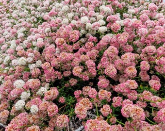 100 Dwarf California Buckwheat Seeds (Eriogonum fasciculatum) • Native • Drought Tolerant • Pollinator Plant