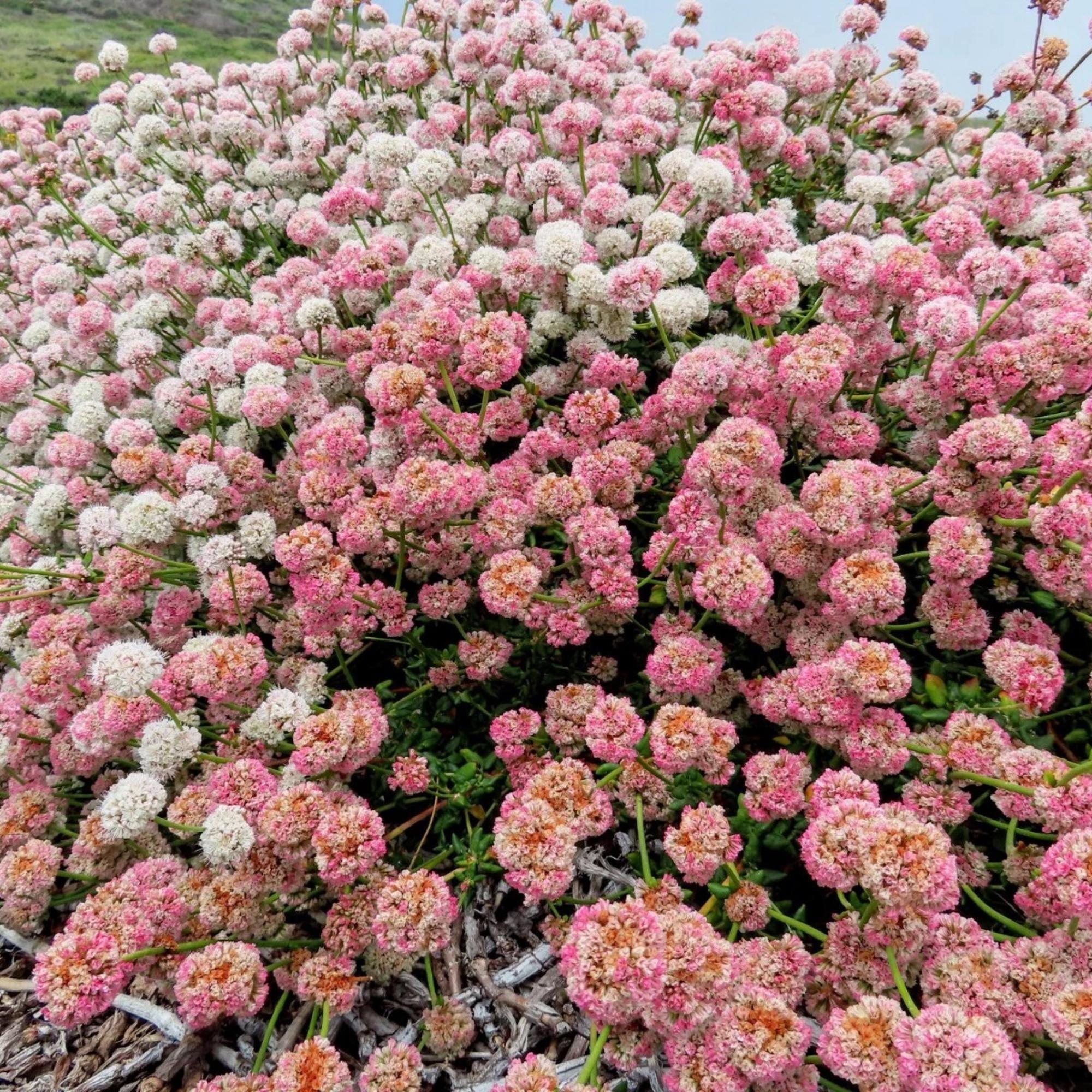California buckwheat - Etsy 日本