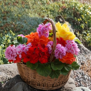 Peut inclure: Un panier en osier débordant de géraniums colorés. Les fleurs sont un mélange de teintes vives, dont le rouge, le rose, l'orange et le jaune. Le panier a une anse tressée et est rempli de feuilles vertes.