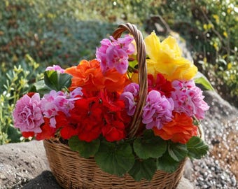 Weihnachtsstern-Samen (Euphorbia pulcherrima) - Rote Blumen, 100 Samen,  Feiertagspflanze, Innen- & Gartenblume - Etsy sterreich