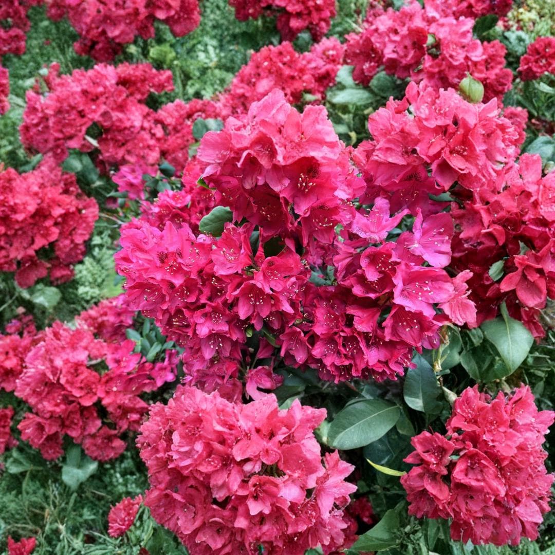 50 Mixed Hybrid Rhododendron Seeds Assorted Colors Flowering Shrub Sun ...